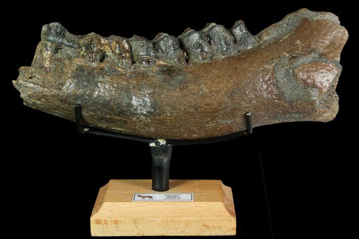 Irish Elk Jaw Section With Stand - Pleistocene, Germany #92506